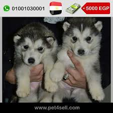 مصر القاهرة الاسما مالموت جراوي male تطعيم ثنائي pet4sell dogs animals husky