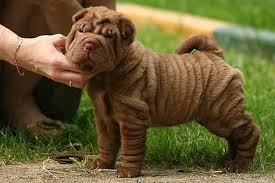 Shar Pei Puppies Pictures Of Different Colors Blue Lilac Red Chocolate Shar Pei Puppies Puppy Pictures Puppies