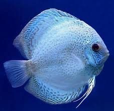 Aquariumfreshwaterfishunderwater Discus Fish Aquarium Fish Tropical Fish Aquarium