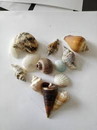 See more ideas about conch, conch shell, rudraksha beads. Seashell Art Quick And Easy Diy For Your Home Feeling Nifty