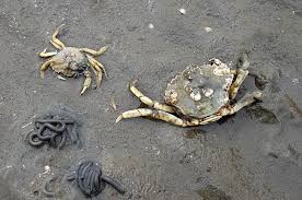 Im wattenmeer hingegen gibt es fünf kleine tiere, die aber besonders bedeutsam sind. Wattenmeer Nordsee