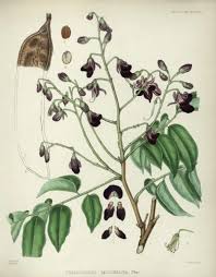 Image result for Pericopsis