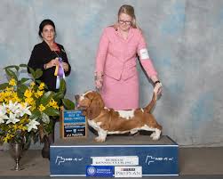 Usda licensed commercial breeders account for less than 20% of all breeders in the country. Basset Hound Puppies For Sale In Wv L2sanpiero
