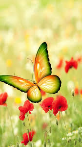 See more ideas about wallpaper, cute wallpapers, iphone wallpaper. Butterfly Iphone Wallpaper Resolution Nature Flower Butterfly Wallpaper Hd 1080x1920 Wallpaper Teahub Io
