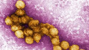 Viruses Related To Zika May Also Harm Fetuses The Scientist Magazine