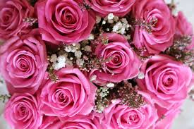 Free picture: pink, roses, wedding bouquet, yarrow, petal, bouquet ...