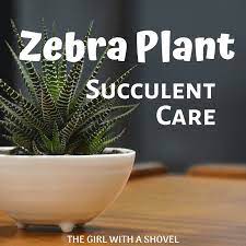 Zebra Plant Succulent Care Tips Zebra Plant Succulent Care Plant Care