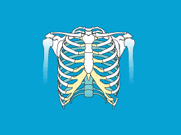 Tried to convert 'shape' to a tensor and failed. Lordosis Causes Treatments And Risks