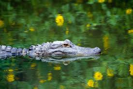Relocation of alligators in south carolina is illegal. Cops Think Alligator Killed Man Found In South Carolina Pond