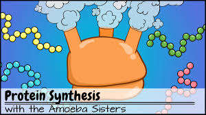 Join the amoeba sisters as they discuss the terms gene and allele in context of a gene involved in ptc (phenylthiocarbamide). Amoeba Sisters On Twitter And More Russian Subtitles For Alleles And Genes Video Https T Co 3jolanr5mg Catalan Subtitles For Punnett Squares Sex Linked Traits Video Https T Co 9yhu9ykop1 Scicomm Scied 2 2 Thanks Again So Much
