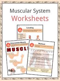 The skeletal and muscular system. Muscular System Facts Worksheets Types Importance For Kids