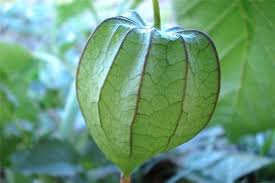 Image result for Physalis angulata