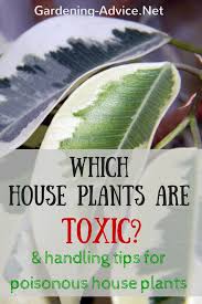 Save on ftd® same day delivery available. Poisonous House Plants Toxic House Plants For Humans Cats And Other Pets