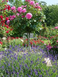 Rosen Und Lavendel Garten Lavendel Lavendel Rosen Und Rosen