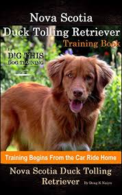 The nova scotia duck tolling retriever's odd name comes from his ability to lure ducks within shooting range by dancing on the shore, a technique called tolling. Nova Scotia Duck Tolling Retriever Training Book By D G This Dog Training Training Begins From The Car Ride Home Nova Scotia Duck Tolling Retriever English Edition Ebook Naiyn Doug K Amazon De