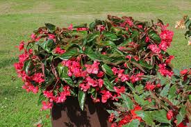 Image result for Begonia brevibracteata