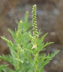 Image result for Acalypha psilostachya