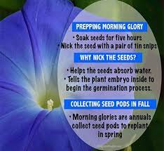 Look To Nature When Deciding When To Plant Yearly Vegetable Gardens Nikki Lynn Design Morning Glory Morning Glory Seeds Glory