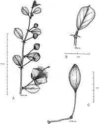 Image result for Capparis erythrocarpos