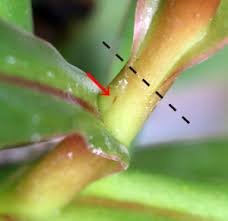 ウツボカズラ ネペンテス の育て方 苔玉に植え替え 個体差ある 捕虫袋がつかないときに試すこと グリーン インテリア ー 何気ない日々をおもしろく ー
