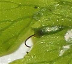 Image result for Polyphlebium