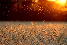 Помогите перевести fields of gold. Fields Of Gold Foto Bild Archiv A R C H I V Aktuell Goldene Zeiten Bilder Auf Fotocommunity