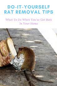 Diy Rat Removal Tips Homemade Rat Poison Rat Poison Diy Pest Control