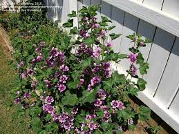 This pretty pink and purple perennial is malva zebrina, commonly known as hollyhock mallow. Plantfiles Pictures Malva Mallow French Hollyhock Zebrina Malva Sylvestris By C A Ivy
