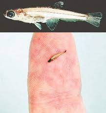 Ikan yang satu ini ukurannya sangat kecil. 04 Ikan Paedocypris Progenetica Ikan Terkecil Didunia Ogtarianitarmizi