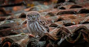 Little Owl Athene Noctua Bird In Old Roof Tile Urban Wildlife With Bird With Yellow Eyes Bulgaria Wildlife Scene From Nature Urban Habitat Owl Little Owl