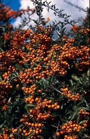 Image result for Pyracantha coccinea golden charmer