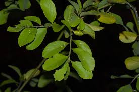 Image result for Opilia amentacea