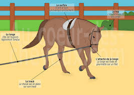 Un Cheval Longe Avec La Longe Positionnee En Gourmette Ethologie Cheval Equitation Cheval