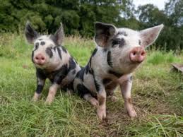Ideal for quick spill response. Pig Manure Fertilizer Information About Using Pig Manure In The Garden