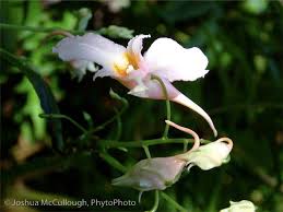 Image result for Impatiens oreocallis