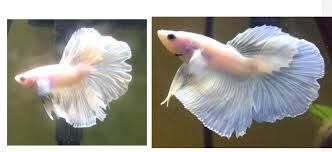 435 male halfmoon yellow dragon white platinum betta fish, 8.5 months old. My Platinum Betta Is Changing Colors The Left Picture Is Him Now And The Right One Is Him A Month Ago When I Got Him You Can See He Is Changing Colors