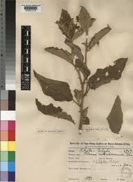 Image result for Solanum campylacanthum 'incanum type'