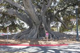 See all things to do. Moreton Bay Fig Tree Santa Barbara Ca California Beaches
