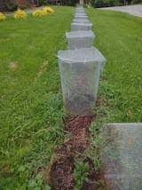 Ilex X Meserveae (Blue Holly, Meserve Holly, Meserve Hybrid Holly) | North  Carolina Extension Gardener Plant Toolbox