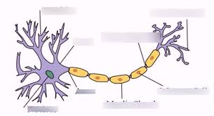 neuron chart diagram quizlet