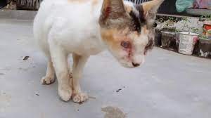Infection with the virus can cause different signs and symptoms, depending on the infected person's age and overall health. Feline Parvovirus Penuaan Gejala Dan Rawatan Haiwan 2021