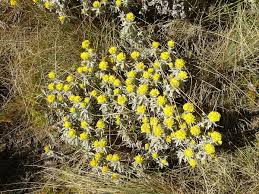 Image result for Helichrysum globosum