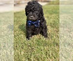 Hidden meadows standard parti poodles | standard poodle puppies for sale california. Puppyfinder Com Poodle Standard Puppies Puppies For Sale Near Me In California Usa Page 1 Displays 10