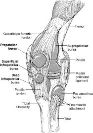 The medial condyle is one of the two projections on the lower extremity of femur, the other being the lateral condyle. Knee Orthopaedic Tests Musculoskeletal Key
