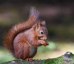 Red Squirrel Squirrel Red Squirrel Animals