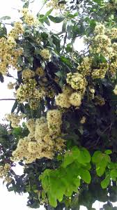 Image result for Eucalyptus torelliana