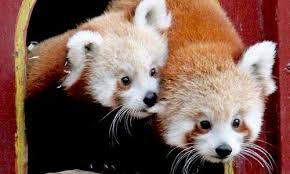 Image result for red panda