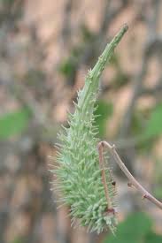 Image result for Pergularia daemia