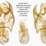 Image result for Stigmella confusella