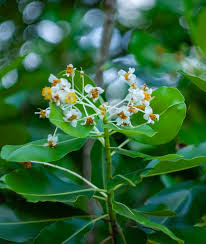 Image result for Calophyllum inophyllum